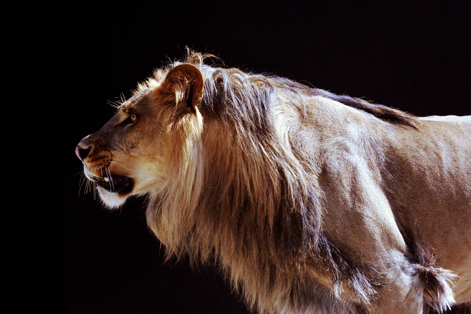 image of lion