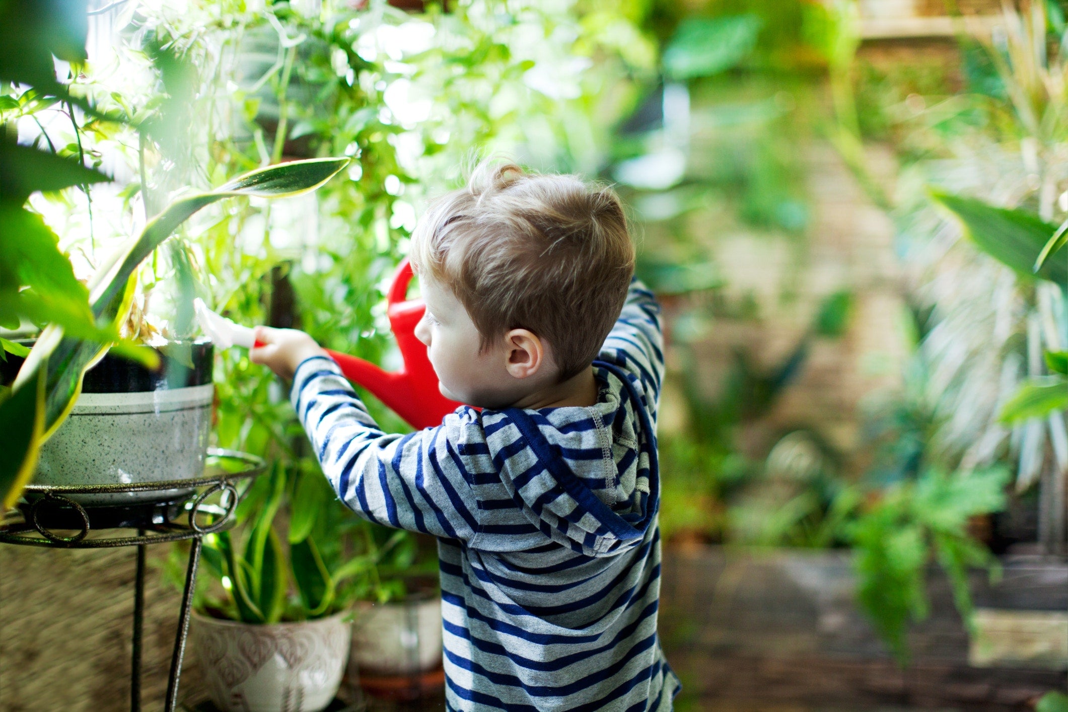 toddler giving water to the plants 