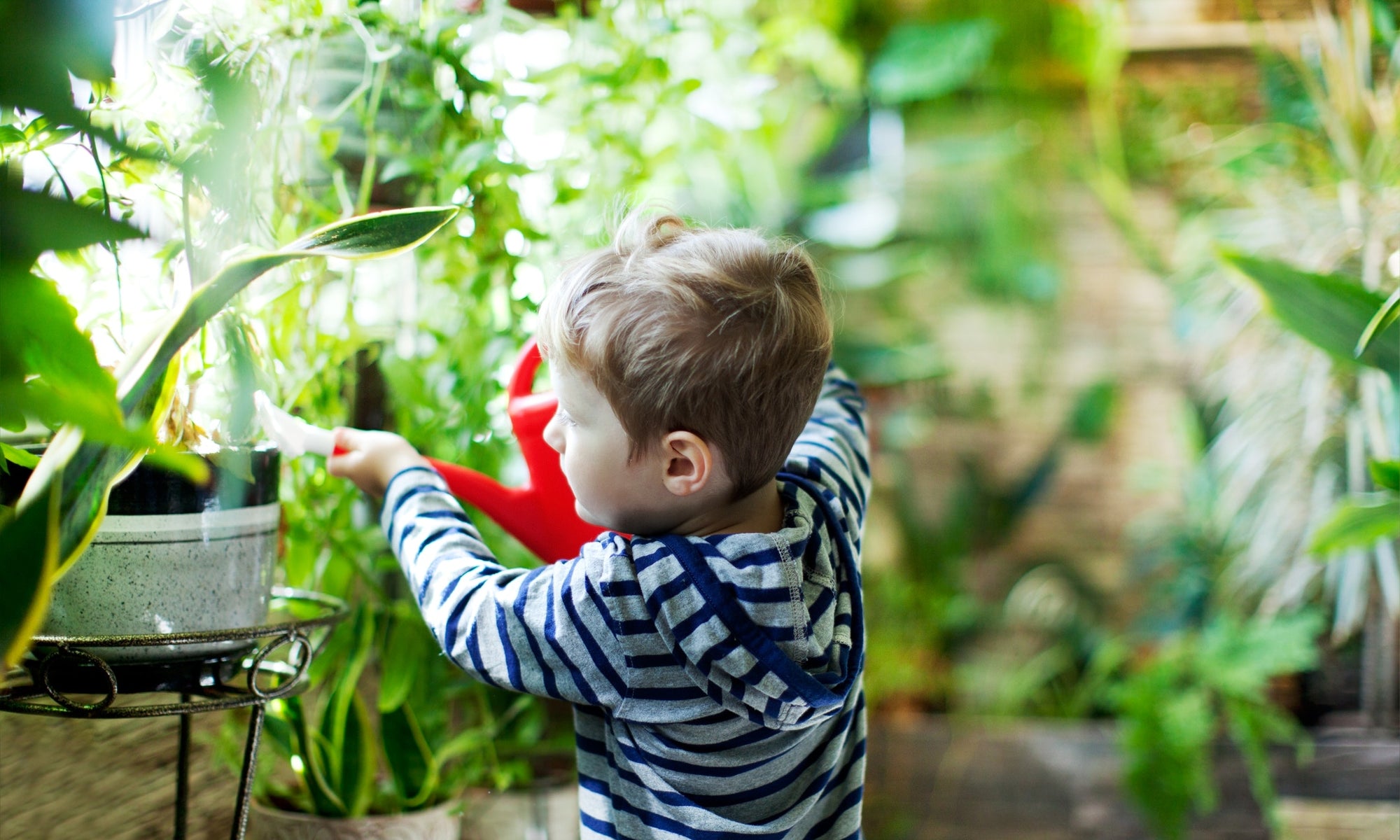 toddler giving water to the plants 