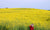 girl on yellow flower background listening to music