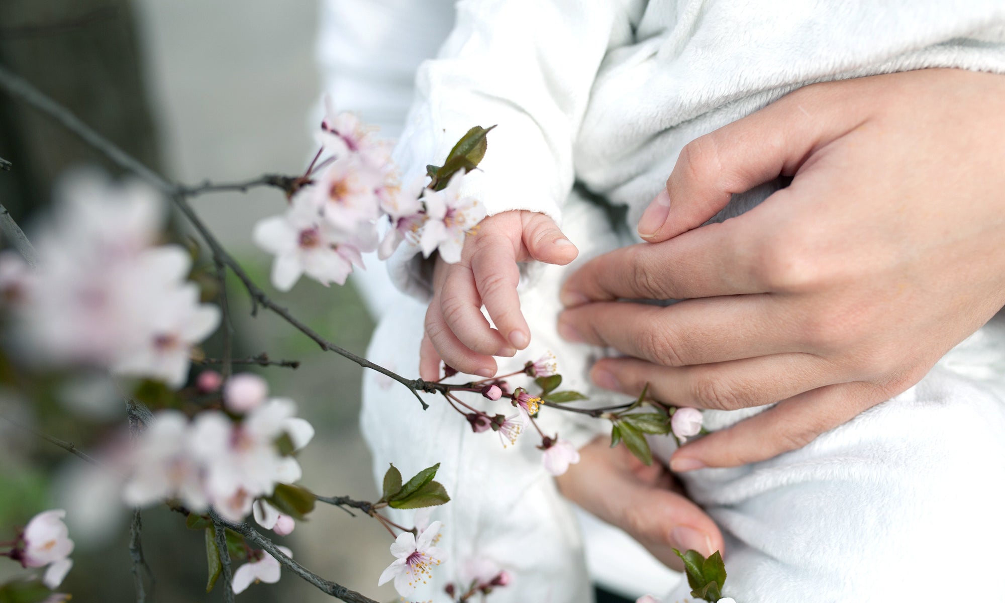 Baby touching flowers. children's hands closeup Mother hold child near cherry flowers