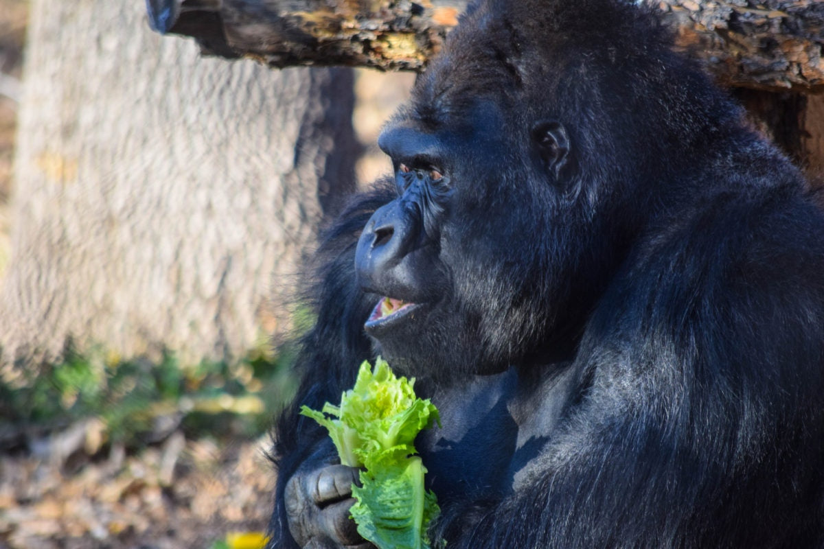 Gorilla is sitting in a zoo by holding grass