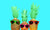 hree pineapple with sunglasses on mint background